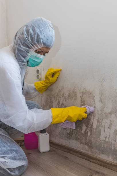 Best Real Estate Mold Inspection  in Argentine, MI